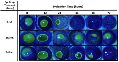 Comparative study on corneal epithelium healing: effects of crosslinked hyaluronic acid and amniotic membrane extract eye drops in rats